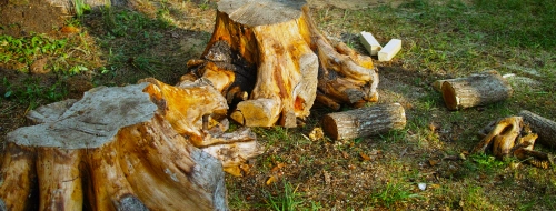 Stump Grinding Services In West Georgia Choice Pressure Washing And Painting